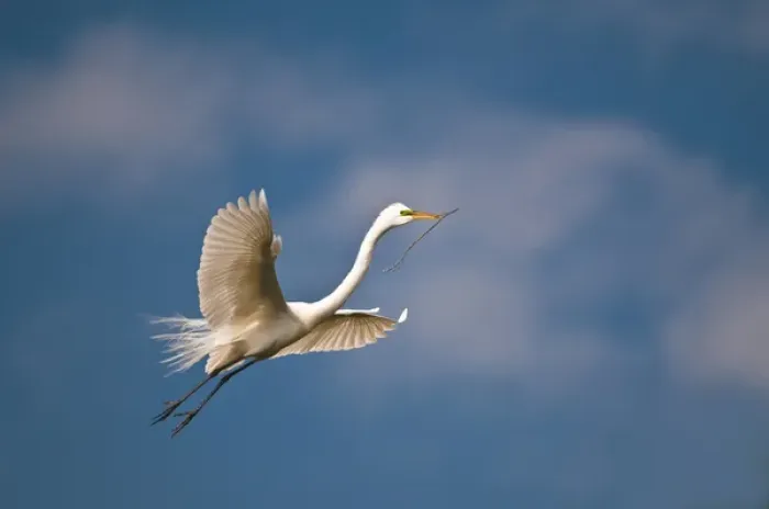 Framed Print : USA, Florida, St. Augustine. Great egret in flight carries nesting twig. Credit as Framed Print : USA, Florida, St. Augustine. Great egret in flight carries nesting twig. Credit as