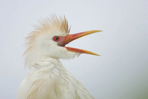 USA, Florida, St. Augustine. Portrait of cattle egret wet from rain and calling at St