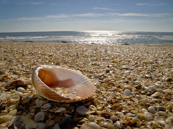 USA, Florida, St. Augustine, shells on the coastline