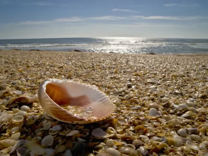 Framed Print : USA, Florida, St. Augustine, shells on the coastline