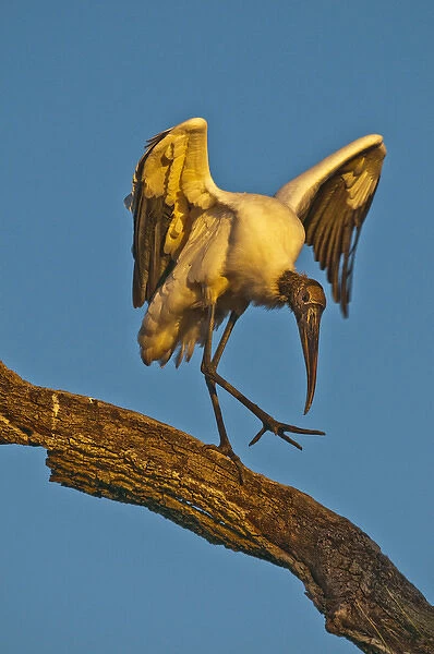 USA, Florida, St. Augustine. Wood stork dances on tree limb. Credit as: Nancy Rotenberg