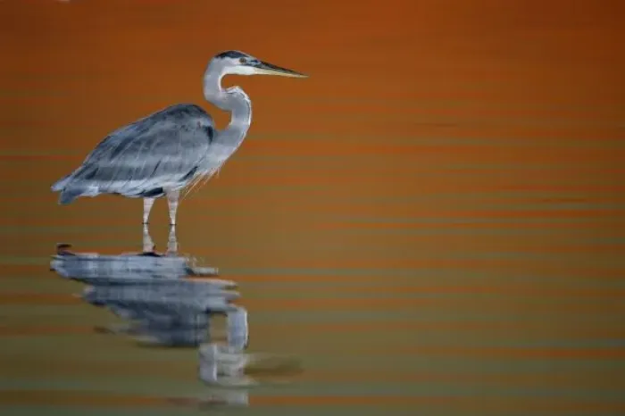 Framed Print : USA, Florida, St. Petersburg, Fort De Soto Park. Great blue heron, illuminated with a flash Framed Print : USA, Florida, St. Petersburg, Fort De Soto Park. Great blue heron, illuminated with a flash