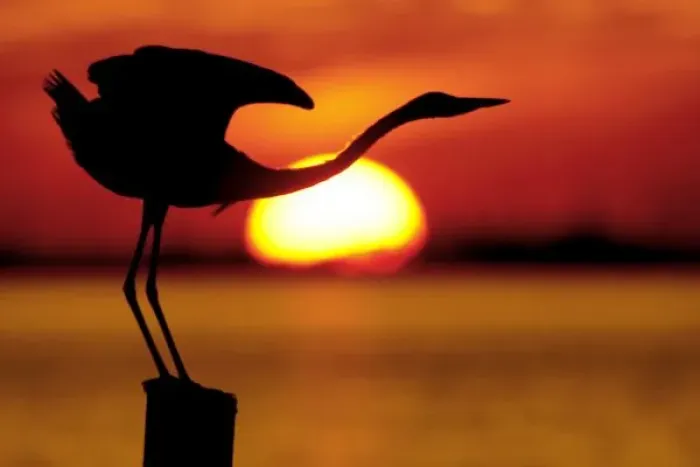 Framed Print : USA, Florida, St. Petersburg, Fort De Soto Park. Silhouette of great blue heron stretching