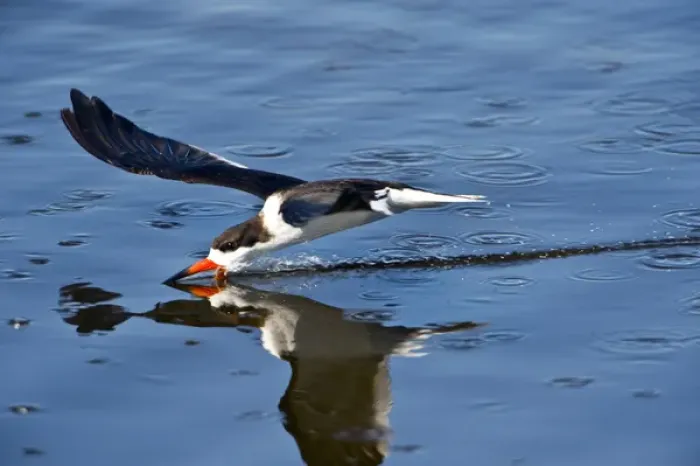 Framed Print : USA, Florida, STA 5 Water Management District, Birds, Black Skimmer, Flying and Skimming Framed Print : USA, Florida, STA 5 Water Management District, Birds, Black Skimmer, Flying and Skimming