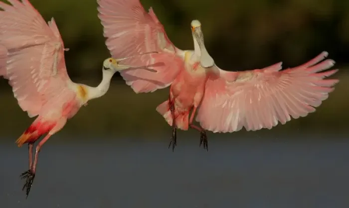 Framed Print : USA, Florida, Tampa Bay, Alafaya Banks. Two roseate spoonbills squabbling. Credit as