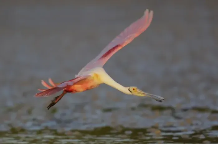 Framed Print : USA, Florida, Tampa Bay, Alafaya Banks. Roseate spoonbill in flight. Credit as: Art