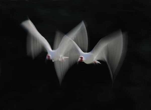 USA, Florida, Tampa Bay, Alafia Bank. White ibis pair blurred in flight