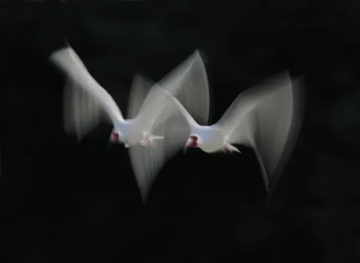 Framed Print : USA, Florida, Tampa Bay, Alafia Bank. White ibis pair blurred in flight Framed Print : USA, Florida, Tampa Bay, Alafia Bank. White ibis pair blurred in flight