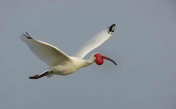 USA, Florida, Tampa Bay. Flying white ibis in breeding plumage. (Digital Composite)