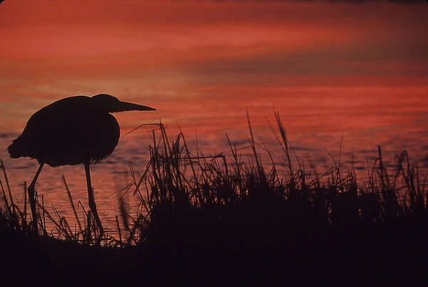 USA, Florida, Tampa Bay. Silhouette of great blue heron at sunset on Ft. DeSoto beach