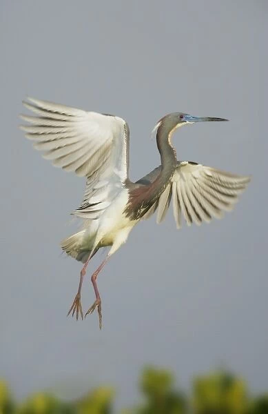 USA, Florida, Tampa Bay. Tricolored heron taking flight