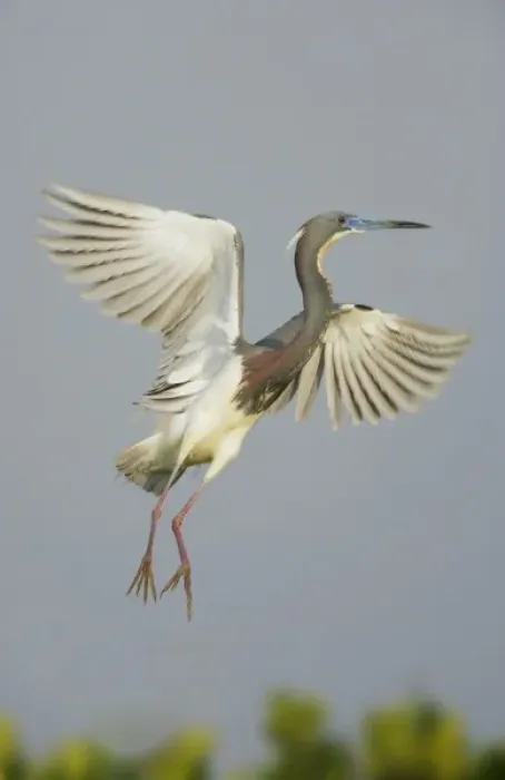 Framed Print : USA, Florida, Tampa Bay. Tricolored heron taking flight Framed Print : USA, Florida, Tampa Bay. Tricolored heron taking flight