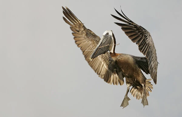 USA, Florida, Tierra Verde, Little Bird Key. Brown pelican flying with nest-building material
