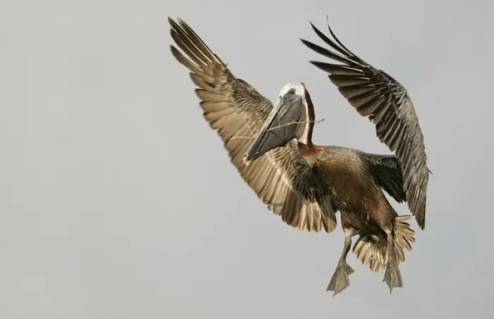 Framed Print : USA, Florida, Tierra Verde, Little Bird Key. Brown pelican flying with nest-building material Framed Print : USA, Florida, Tierra Verde, Little Bird Key. Brown pelican flying with nest-building material