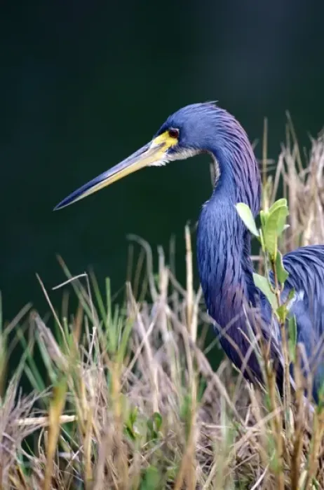 Framed Print : USA, Florida. Tri Color Heron (Egretta tricolor)