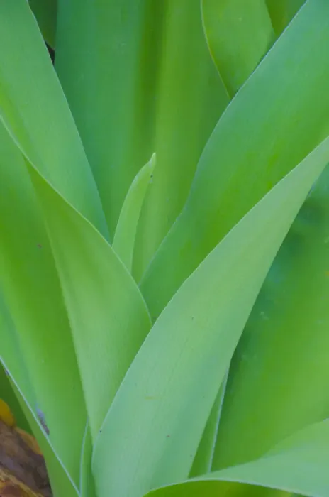 Framed Print : USA, Florida. Tropical foliage detail