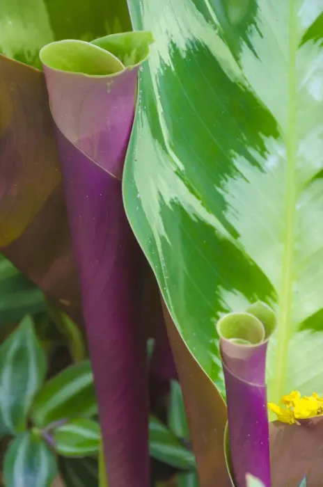 Framed Print : USA, Florida. Tropical foliage detail Framed Print : USA, Florida. Tropical foliage detail