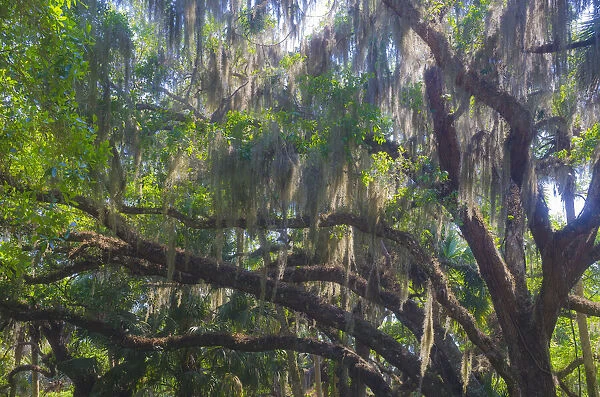 USA, Florida. Tropical garden, living oak with Spanish moss