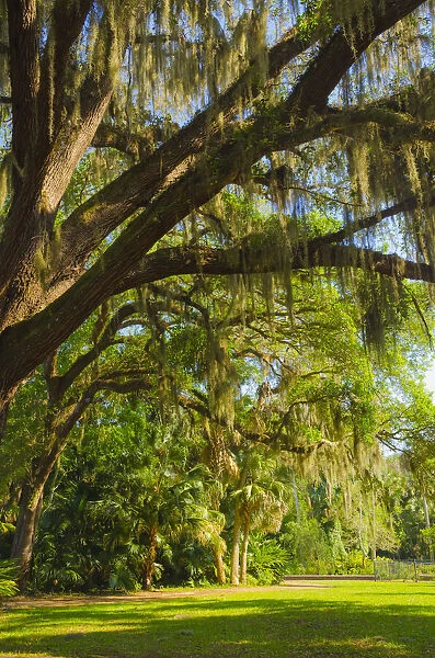 USA, Florida. Tropical garden with palm trees and living oak covered in Spanish moss