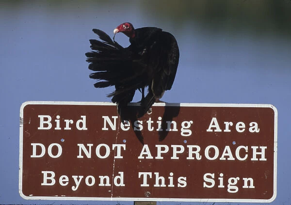 USA, Florida. Turkey vulture preens its feathers on a bird nesting caution sign. Credit as