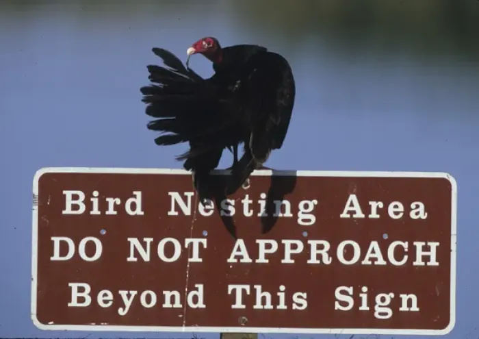 Framed Print : USA, Florida. Turkey vulture preens its feathers on a bird nesting caution sign. Credit as Framed Print : USA, Florida. Turkey vulture preens its feathers on a bird nesting caution sign. Credit as