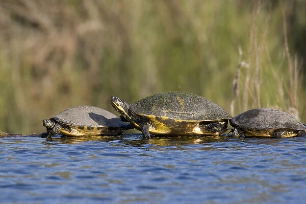 USA - Florida - Turtles lined up at edge of pond