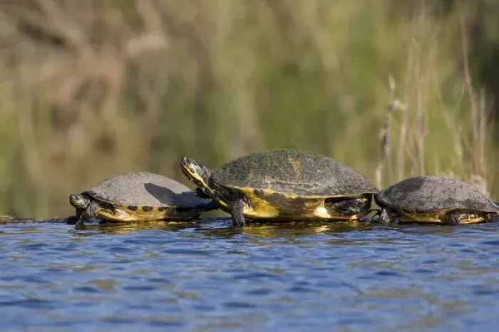 Framed Print : USA - Florida - Turtles lined up at edge of pond Framed Print : USA - Florida - Turtles lined up at edge of pond