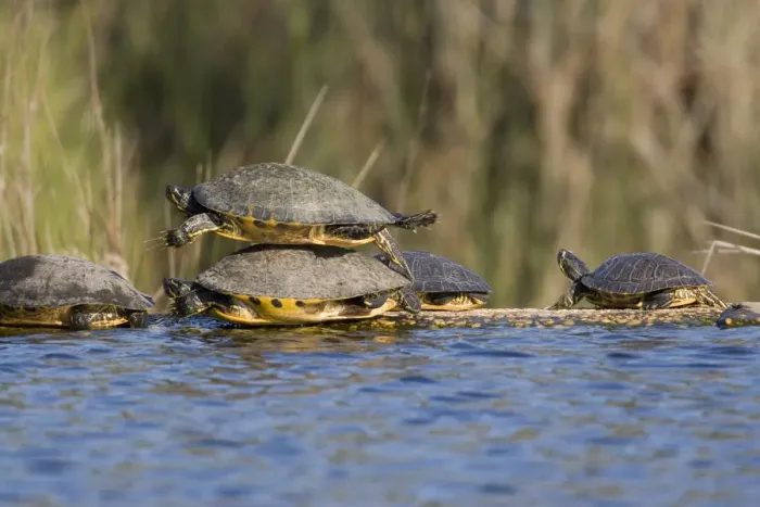 Framed Print : USA - Florida - Turtles lined up at edge of pond, one on top of another