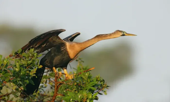 Framed Print : USA, Florida, Venice. Anhinga female leaning forward ready to take flight at the Venice Rookery