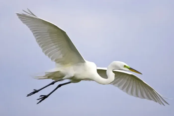 Framed Print : USA, Florida, Venice. Portrait of great egret flying at Venice Rookery Framed Print : USA, Florida, Venice. Portrait of great egret flying at Venice Rookery