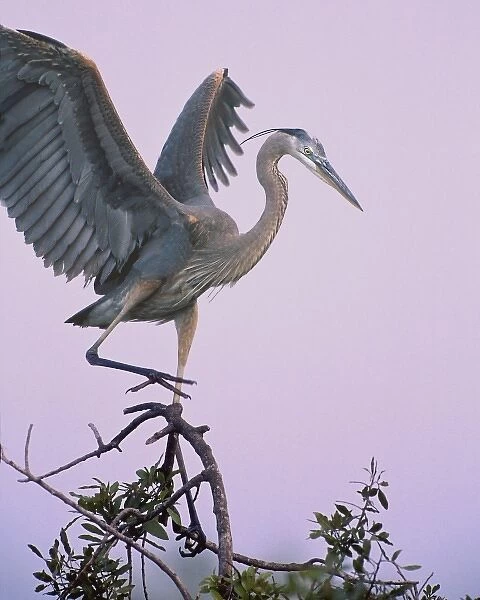 USA, Florida, Venice, Venice Rookery. Great blue heron landing on tree limb during nesting season