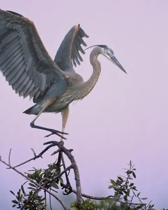 Framed Print : USA, Florida, Venice, Venice Rookery. Great blue heron landing on tree limb during nesting season