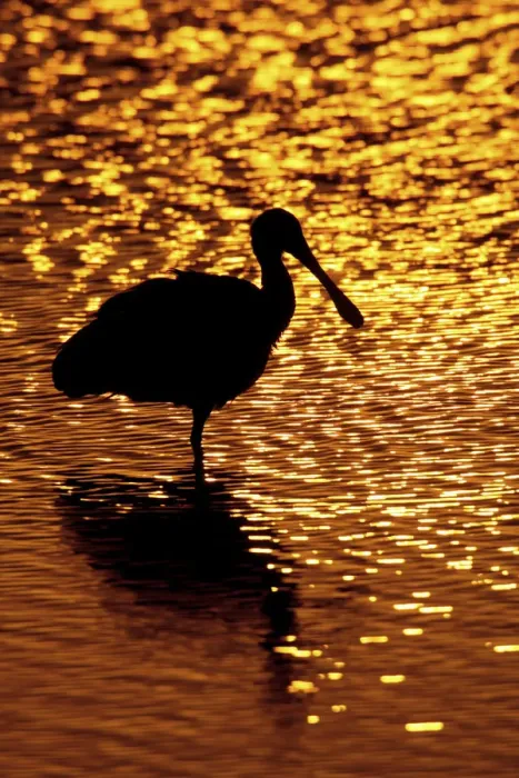 Framed Print : USA, Florida, Vierra Wetlands. Silhouette of roseate spoonbill standing in water at sunset
