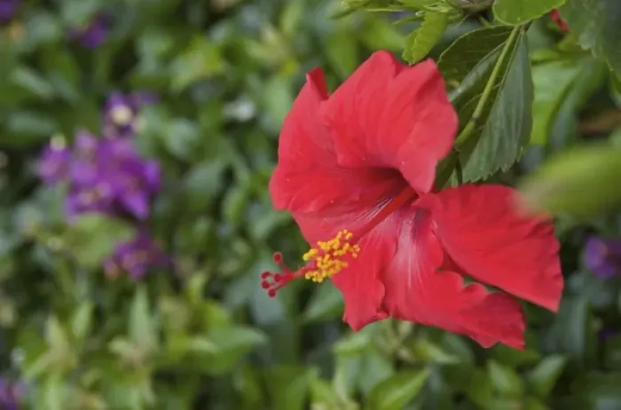 Framed Print : USA, Florida, Volusia, Edgewater, Hibiscus Framed Print : USA, Florida, Volusia, Edgewater, Hibiscus