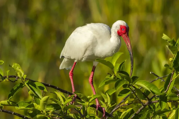 Framed Print : USA, Florida, Wakodahatchee Wetlands. White ibis in breeding color Framed Print : USA, Florida, Wakodahatchee Wetlands. White ibis in breeding color