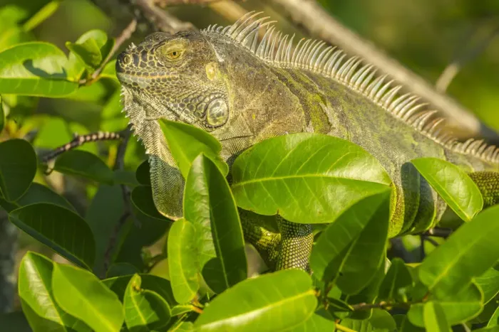 Framed Print : USA, Florida, Wakodahatchee Wetlands. Green iguana close-up Framed Print : USA, Florida, Wakodahatchee Wetlands. Green iguana close-up