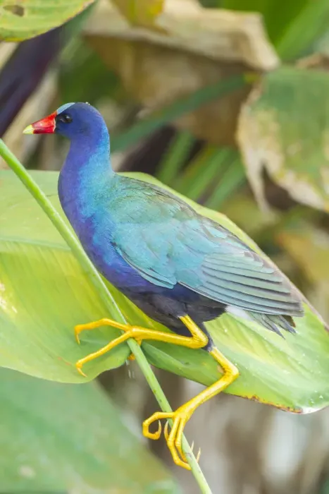 Framed Print : USA, Florida, Wakodahatchee Wetlands. Purple gallinule close-up Framed Print : USA, Florida, Wakodahatchee Wetlands. Purple gallinule close-up