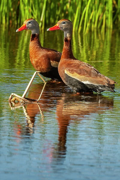 USA, Florida, Wakodahatchee Wetlands. Black-bellied whistling duck drakes
