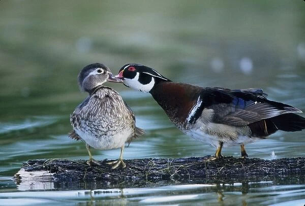 USA, Florida. Wood duck interacts with young offspring