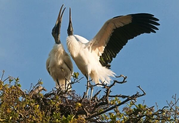 USA, Florida. Wood stork pair on nest in courtship display
