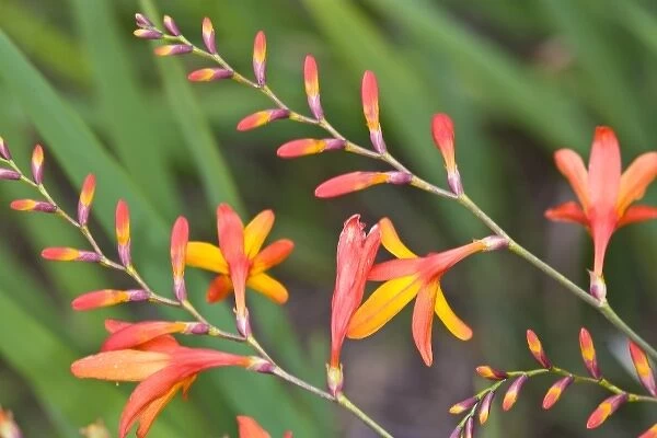 USA. Flowers near Pacific Coast Highway in northern California