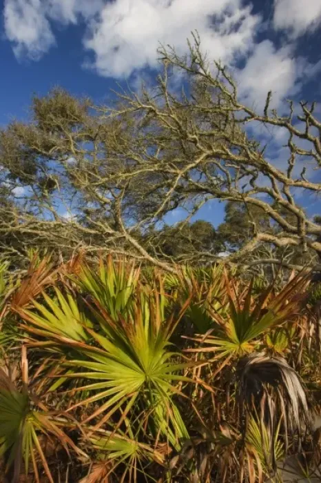 Framed Print : USA; Geogia; Jekyll Island. Oaks and Palm along the beach