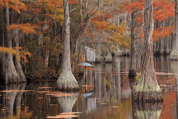 USA, George Smith State Park, Georgia. Fall cypress trees with wood duck box