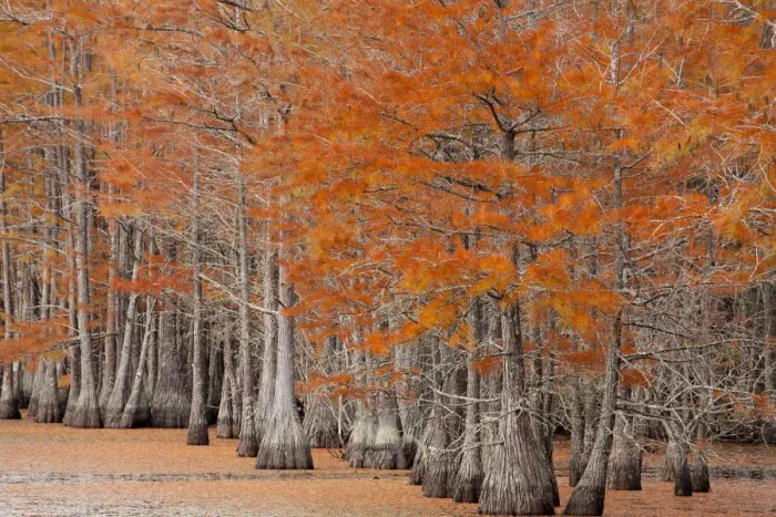 Framed Print : USA, George Smith State Park, Georgia. Fall cypress trees