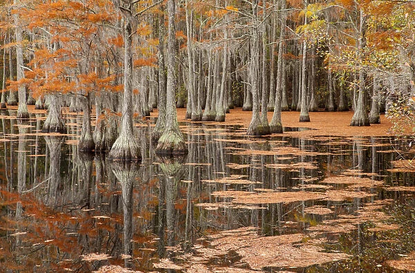 USA, George Smith State Park, Georgia. Fall cypress trees