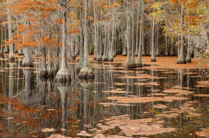 Framed Print : USA, George Smith State Park, Georgia. Fall cypress trees Framed Print : USA, George Smith State Park, Georgia. Fall cypress trees