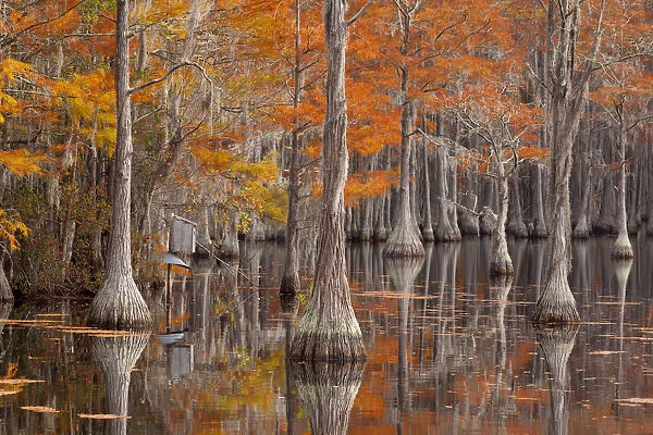 USA, George Smith State Park, Georgia. Fall cypress trees with wood duck box