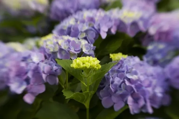 Framed Print : USA; Georgia; Absract of hydrangeas blooming in a Savannah garden Framed Print : USA; Georgia; Absract of hydrangeas blooming in a Savannah garden