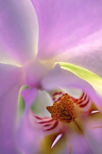 USA, Georgia, Alpharetta. Backlit phalaeonopsis orchid