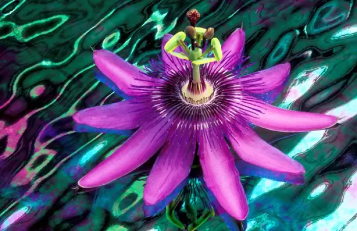 Framed Print : USA, Georgia, Alpharetta. Detail of passion flower on stained glass. Credit as: Charles R Framed Print : USA, Georgia, Alpharetta. Detail of passion flower on stained glass. Credit as: Charles R